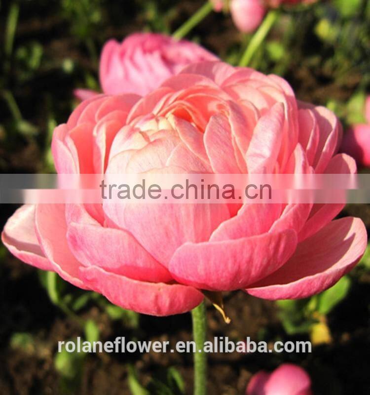 2016 Ranunculus asiaticus with fresh Beautiful Flowers