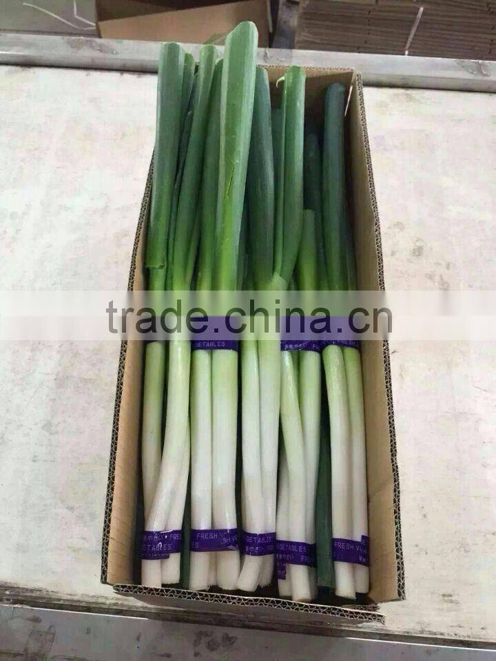 Fresh Onion Long Type Green Onion