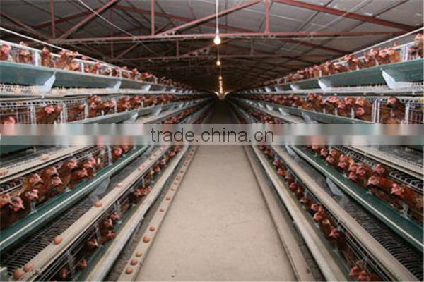 made in china layer egg chicken slaughter house