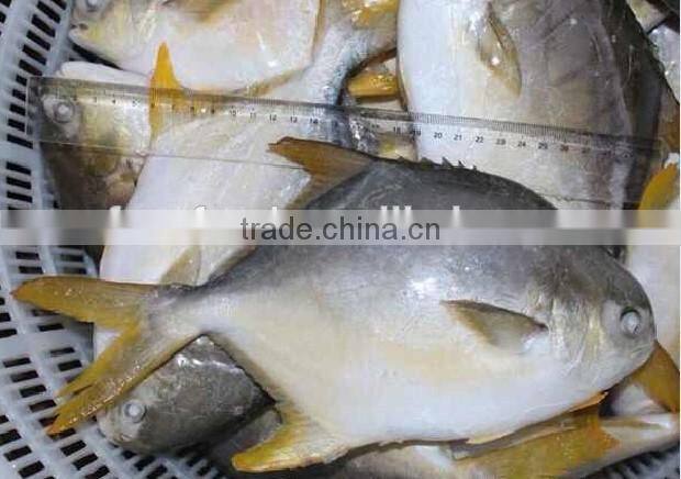 High Quality Frozen Golden Pomfret Fish