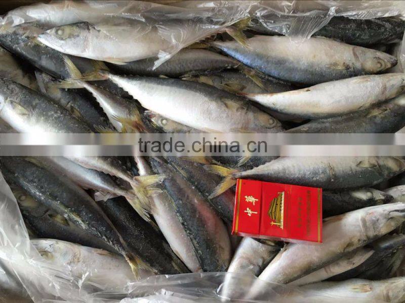 Sea Food Frozen Pacific Mackerel