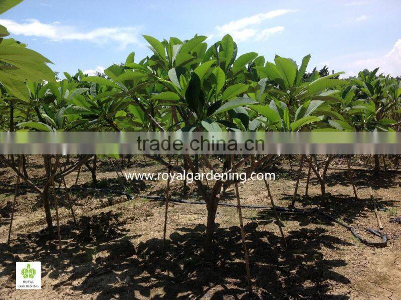 plumeria rubra(Red Frangipani)