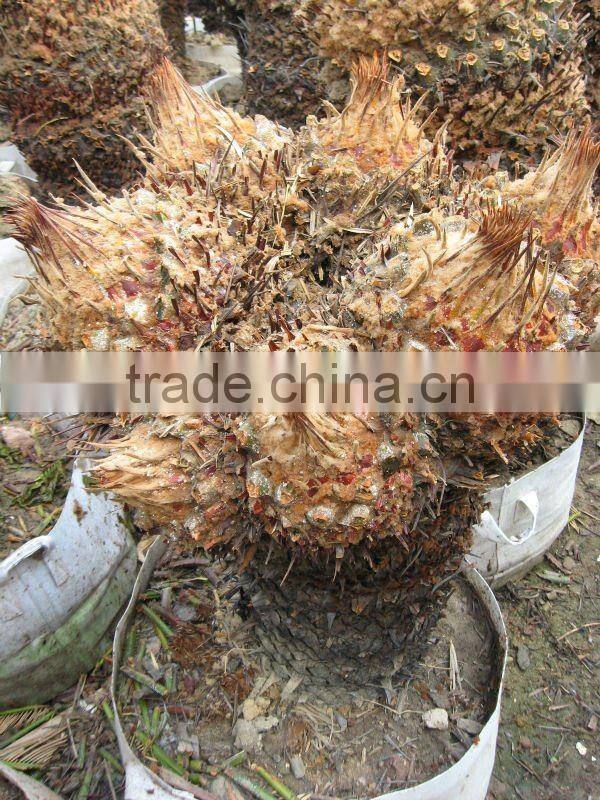 cycas revoluta multi-heads in land
