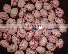 round shape light speckled kidney bean 2014 crop