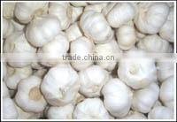 new crop chinese fresh white Garlic