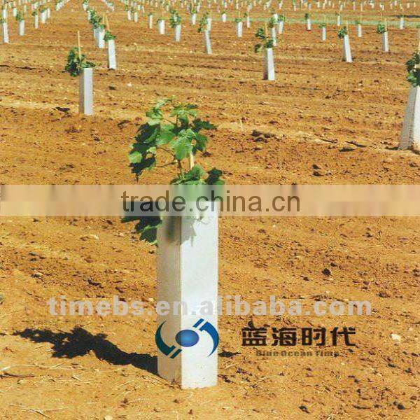Corflute sapling protection
