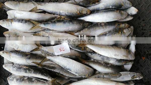 Good quality sardine light catch size 7/8 per kg