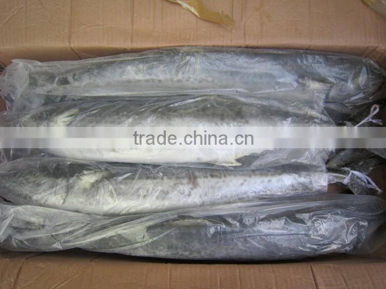 Spanish mackerel Fillet/King Fish meat