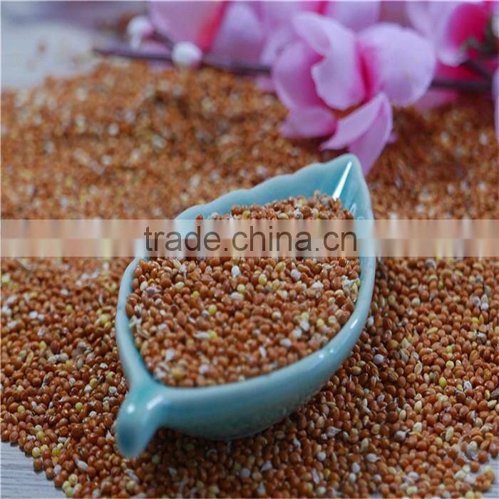 Red Millet In Husk With Good Price