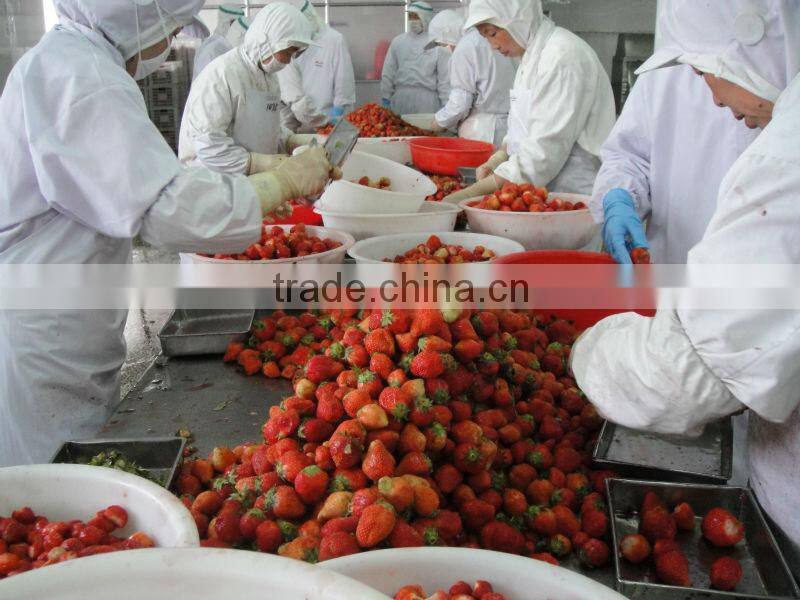 Price For IQF Frozen Strawberry M13, Honey