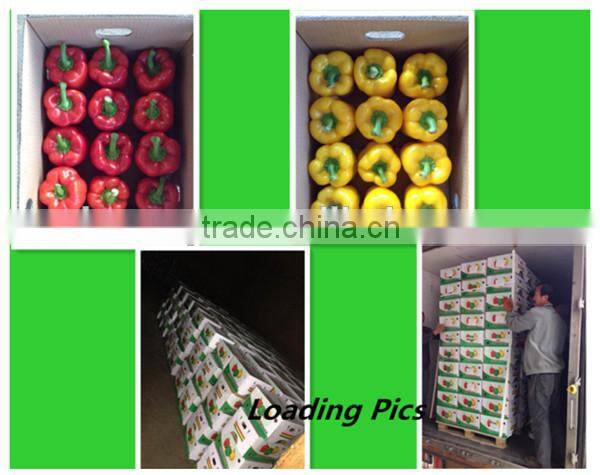 red capsicum