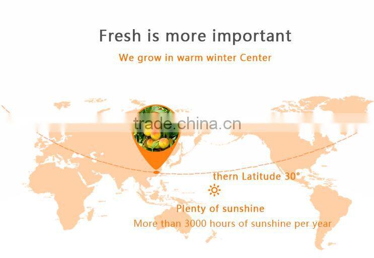 2016 new products Health Food Canned Fruit Peach InSyrup