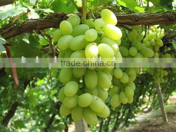 Grape Multiple layer continuous type mesh belt dryer