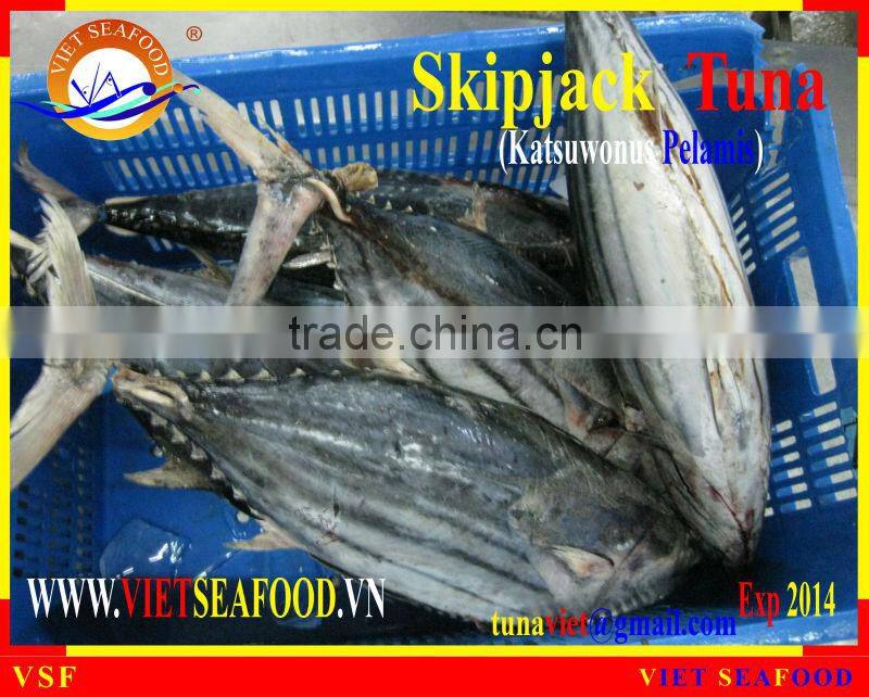 FROZEN SKIPJACK TUNA WHOLE ROUND