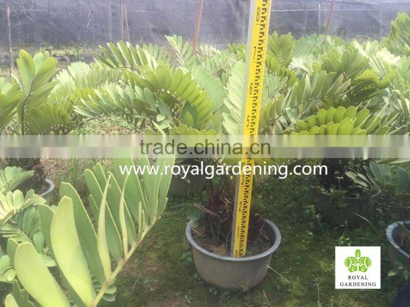 Zamia furfuracea dia 10-30cm Wholesale