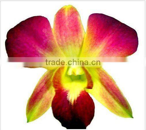 Thailand Top Quality D-003 Dendrobium Young Star Orchid