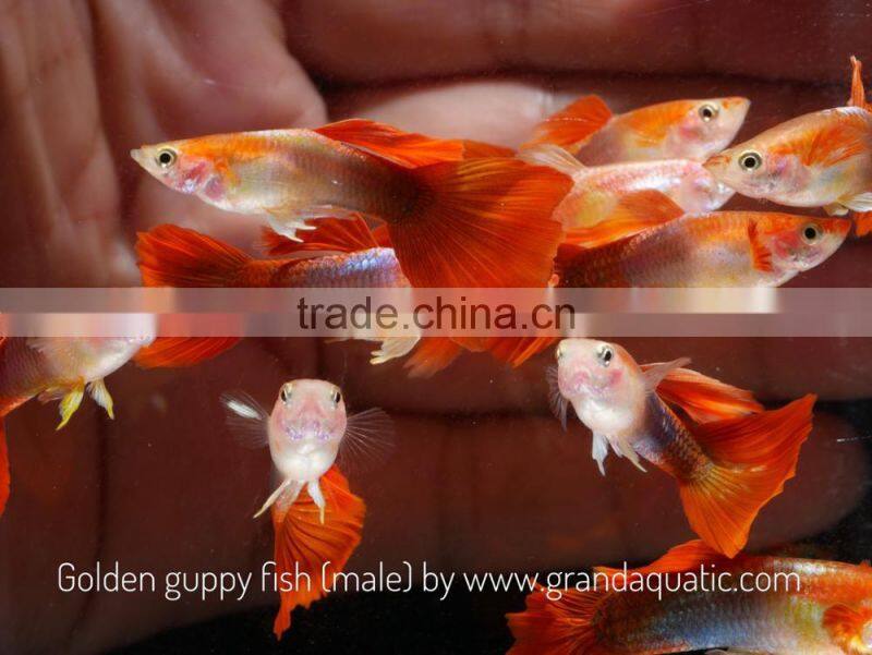 Golden guppy for Freshwater Aquarium fish export company from Thailand