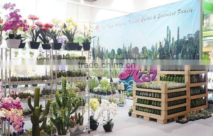 Colourful Bonsai Plants For Sale