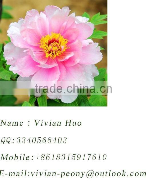 100% handmade painting 100% specifical silk base material China painting