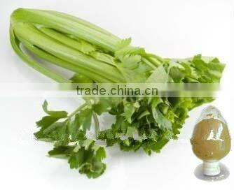 Natural Celery Extract from GMP Factory with High Quality