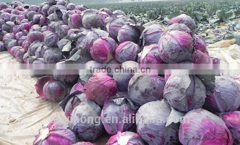 Best quality Hybrid F1 red cabbage seeds
