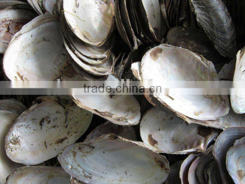natural raw thick chinese river triangle shell/raw shells