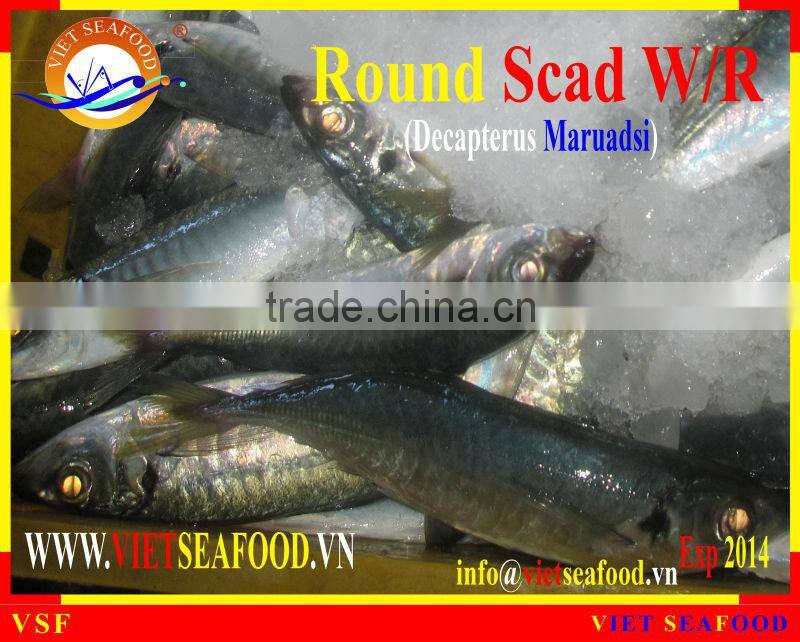 FROZEN ROUND SCAD WHOLE ROUND