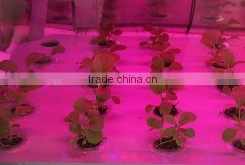 Plant growth LED lights