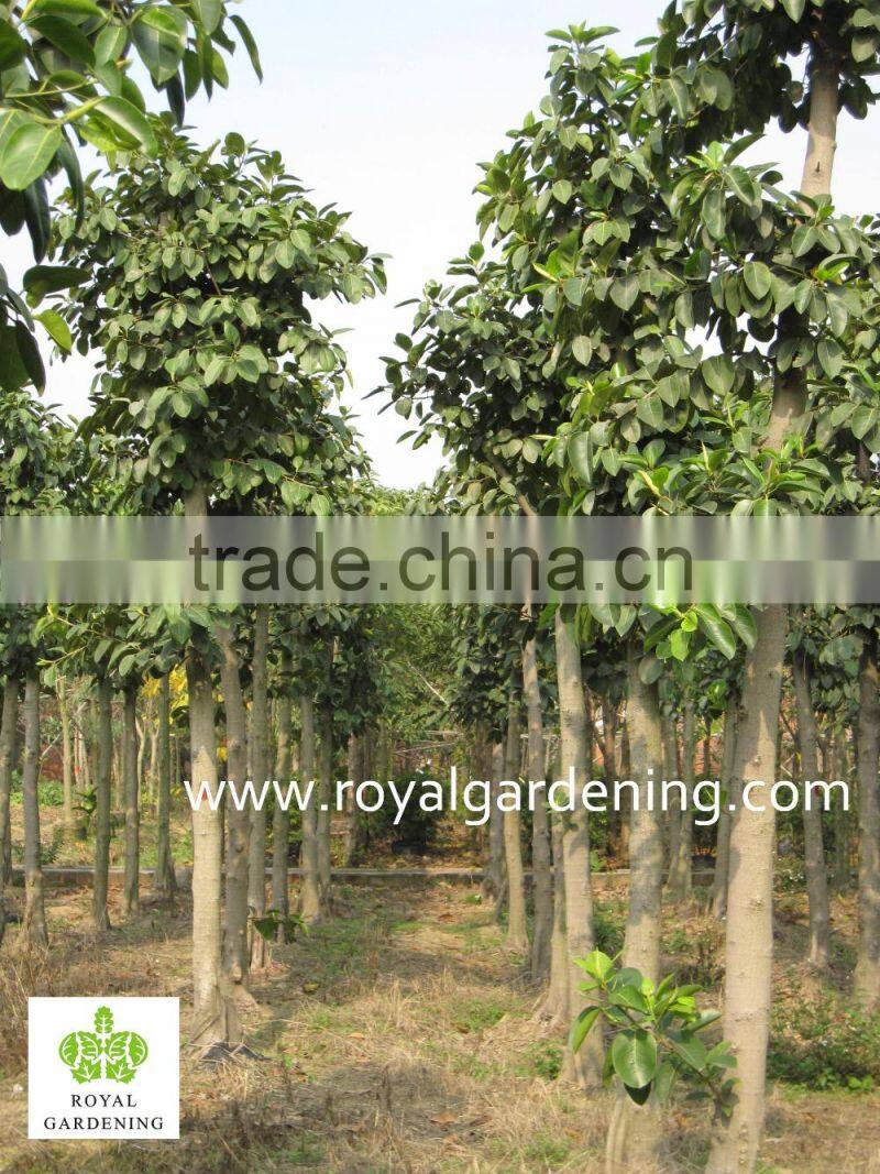 Ficus Altissima Tropical trees plants