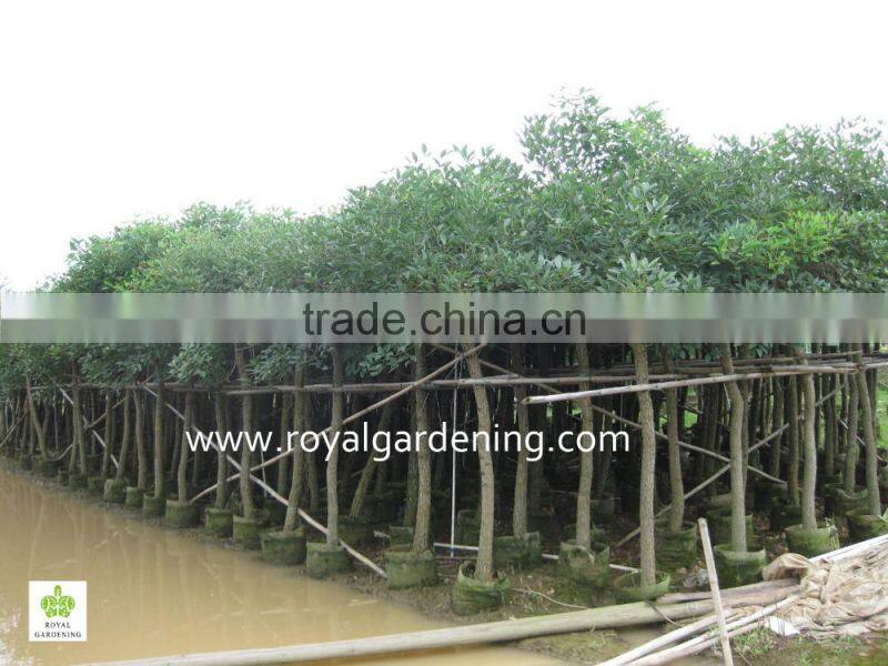 Erythrina crista project and gardening trees