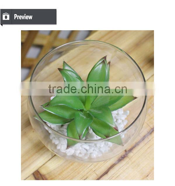 Mini succulent plants bonsai high quality succullent plants