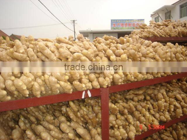 150g and up fresh ginger