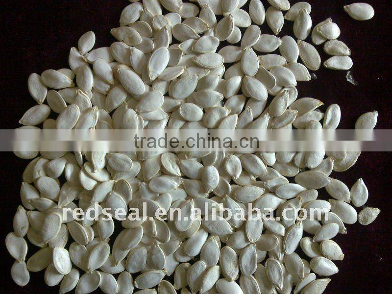 Pumpkin seeds snow white 13mm+