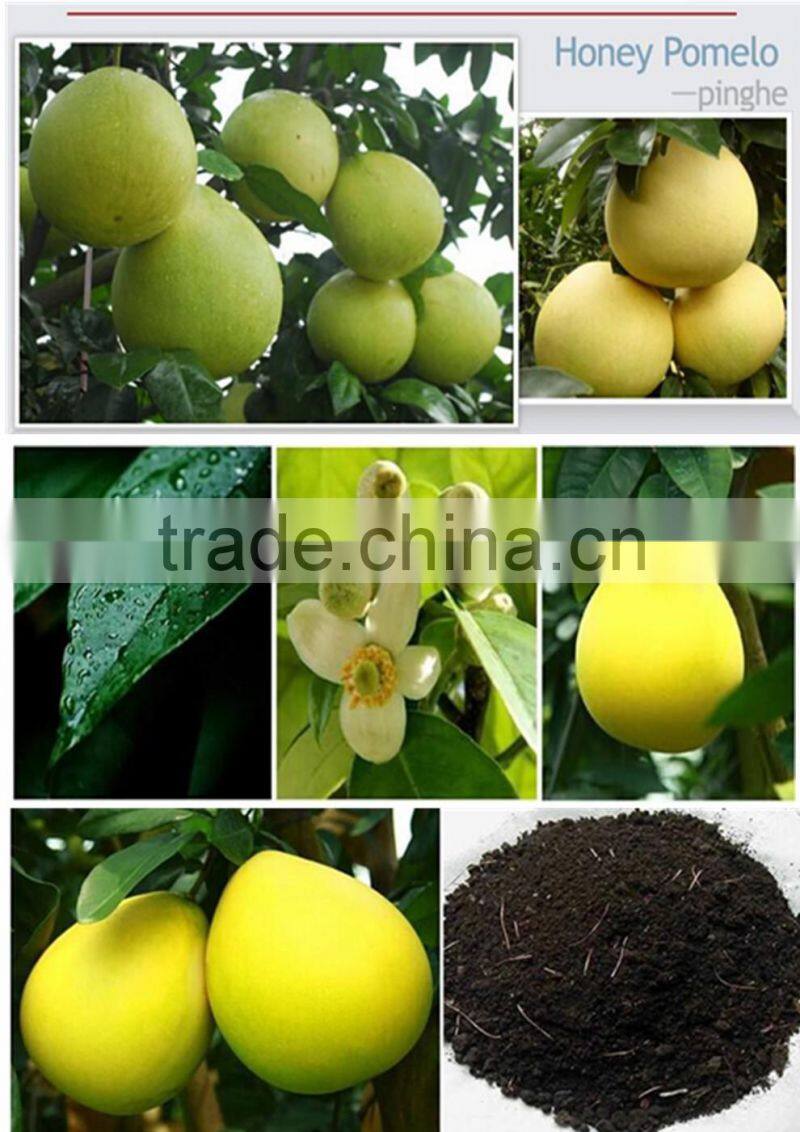2015 new Chinese fresh grapefruit honey pomelo for selling