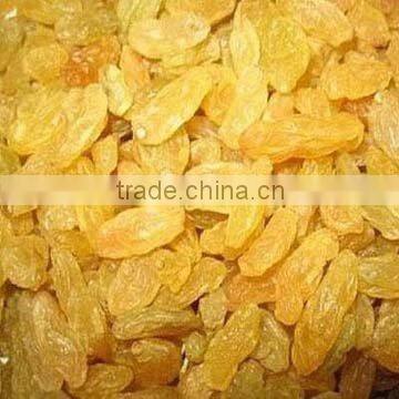 Golden Raisin,the biggest raisin factory