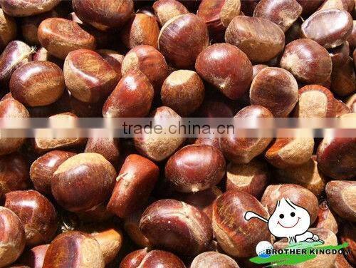Chinese chestnut wholesale