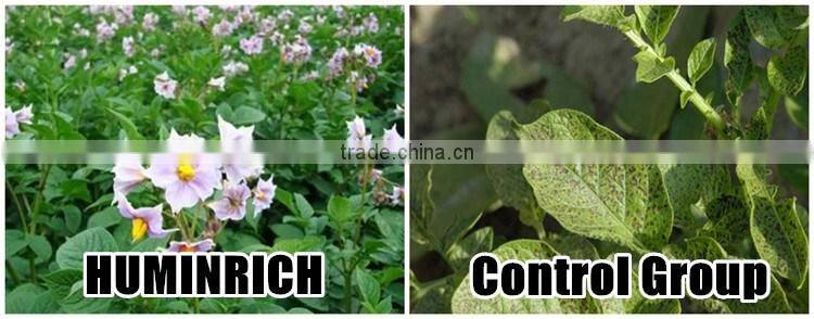 Huminrich Promote Metabolism And Cell Division Amino Acid Granules Form