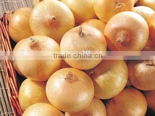 Fresh yellow onion for hot sale
