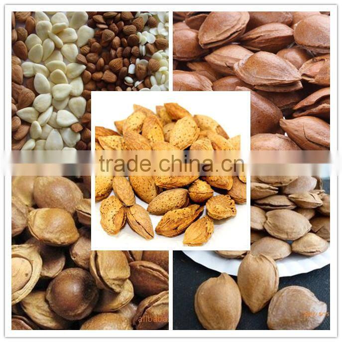 Supplying New Crop of Bitter Apricot kernels from China