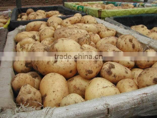 2016 fresh Holland potato (china)