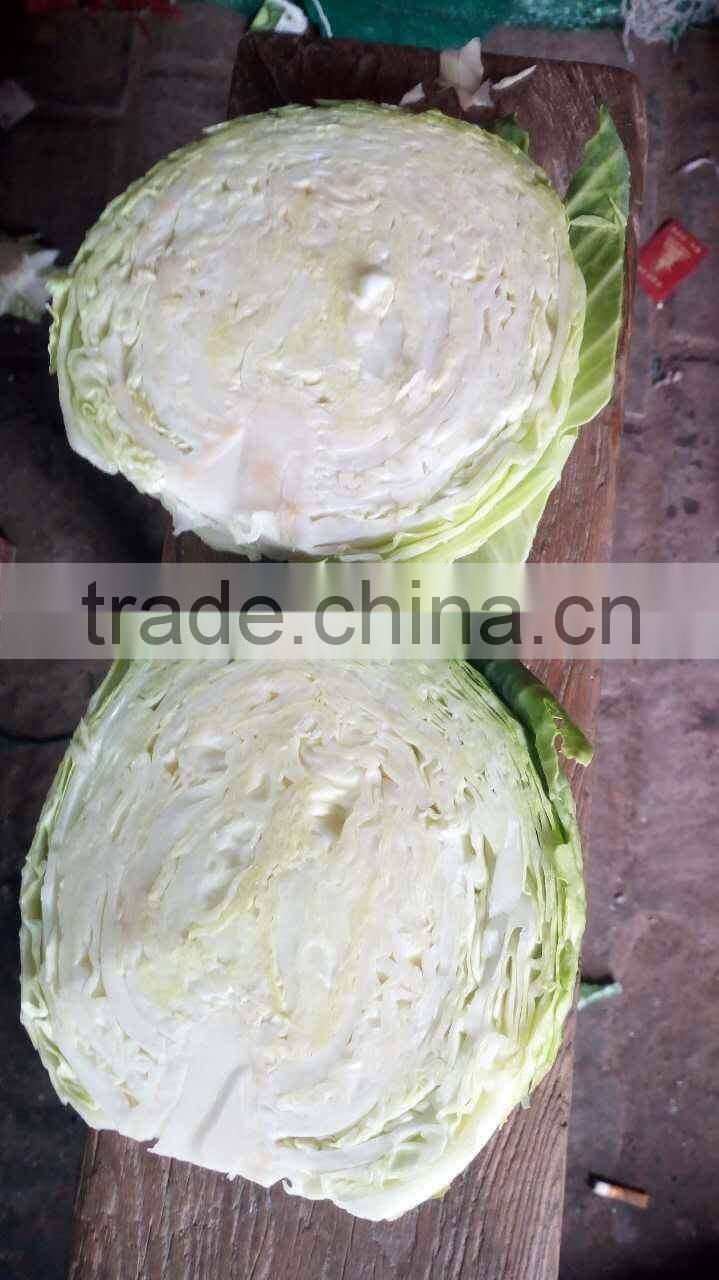 GIMEX VIETNAM FRESH CABBAGE CHEAP
