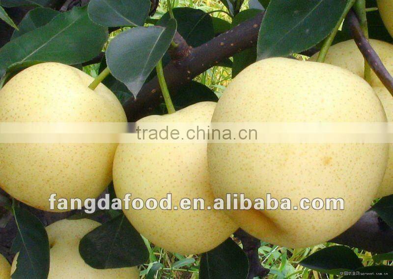 fresh crown poear(golden pear)