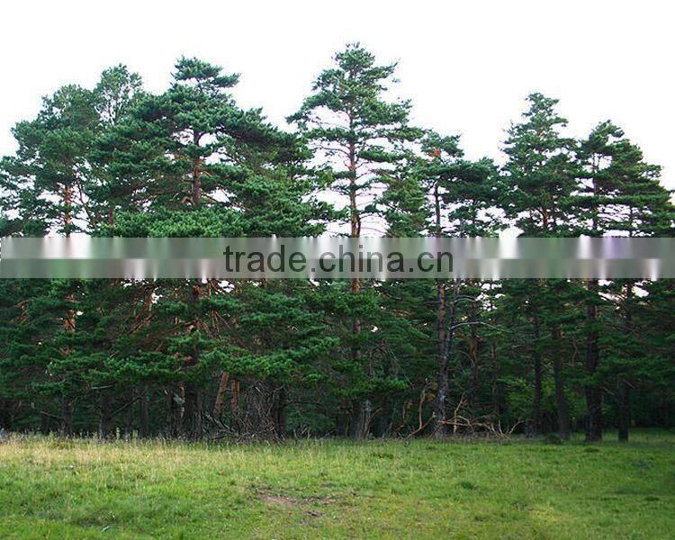 The outdoor decoration plant outdoor plants Changpai Scotch Pine seedling