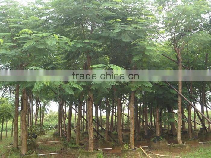 Jacaranda mimosifolia