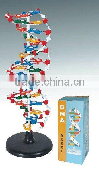 DNA Model Protein structure Model Educational equipment