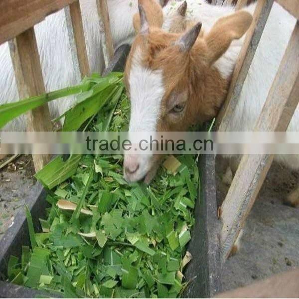 chaff cutter in feed processing machines/customers favorite pellet mill chaff cutter for animal feed