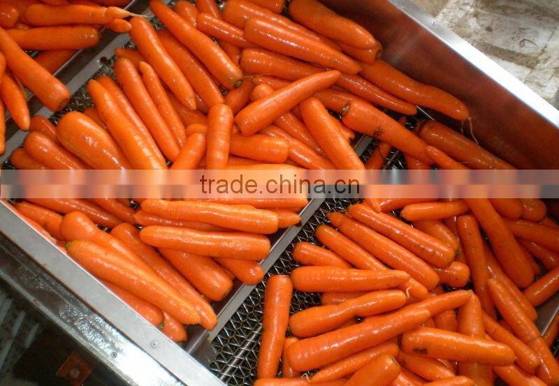 Carrot Type and Umbelliferous Vegetabless Product Type fresh carrots for sale NOW