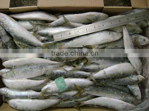 Frozen small size Sardine for canning