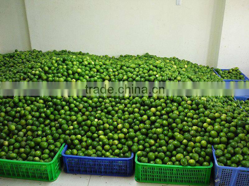 FRESH AND FROZEN LEMON WITH BEST PRICE FOR NOW
