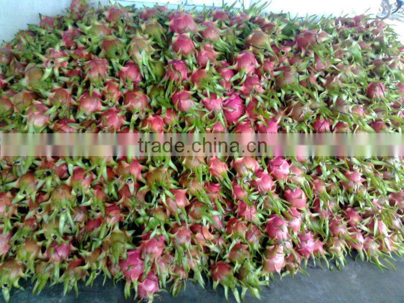 Fresh Dragon Fruit (dragon fruit)